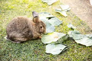 ESTIA-190404-Grovedale-0L1A9507-lifestyle_1016x677-WEB (1).jpg