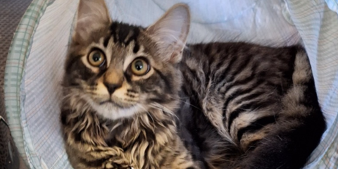 Animal Therapy (3) Landscape.png