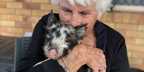 Animal Therapy2 (2).png